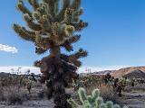 Joshua Tree 010